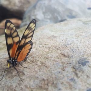 Meet your Posher, Niny